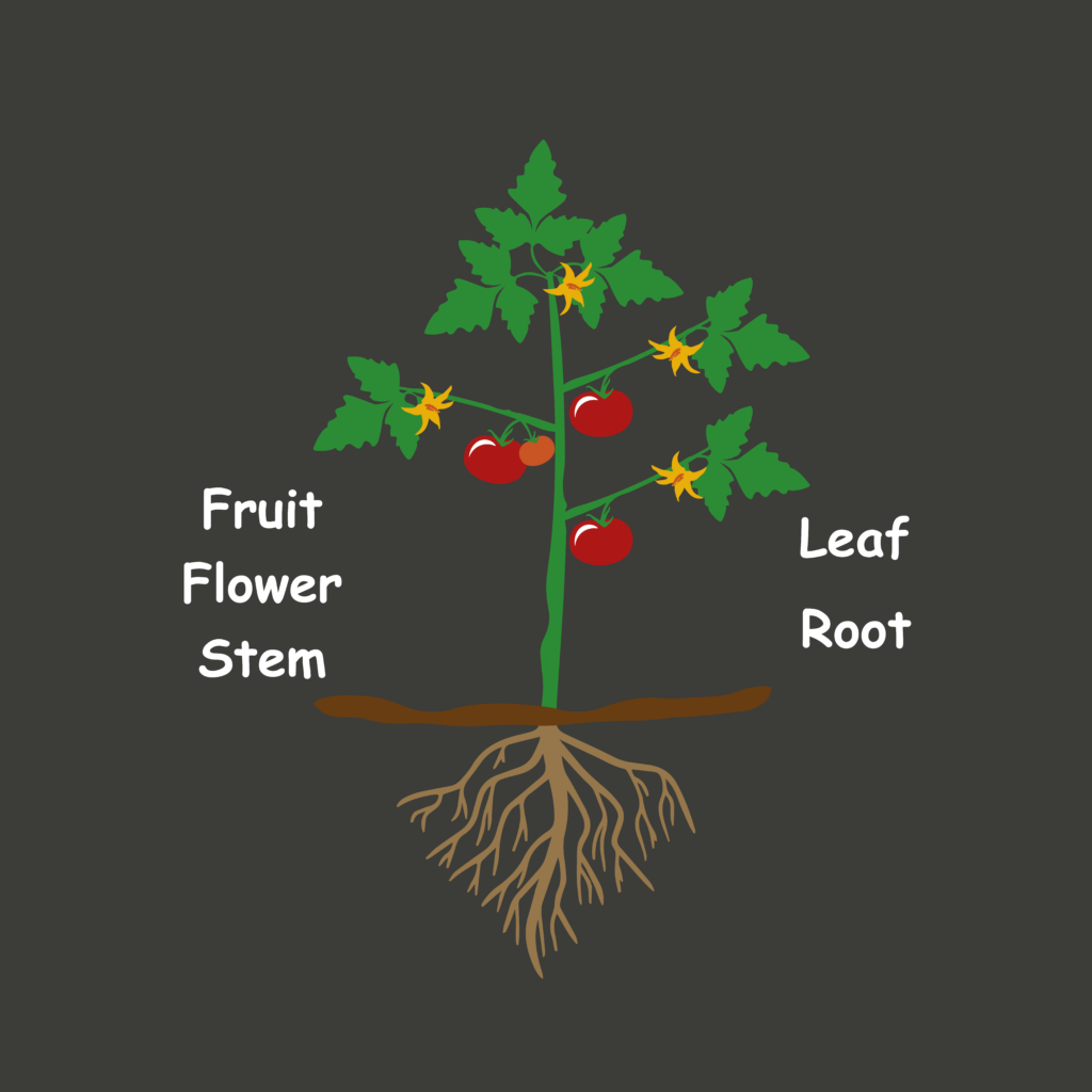 tomato-plant-diagram-playground-markings-direct