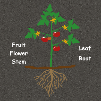 Educational plant diagram for playgrounds